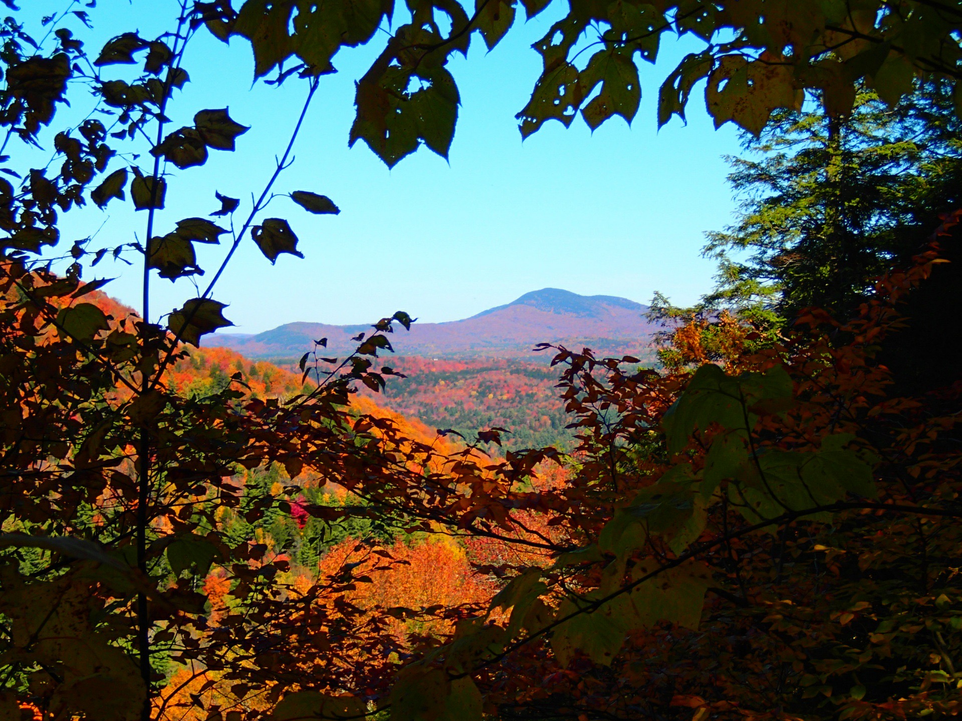 Reader submitted foliage photo from Ardis  Beauchemin.